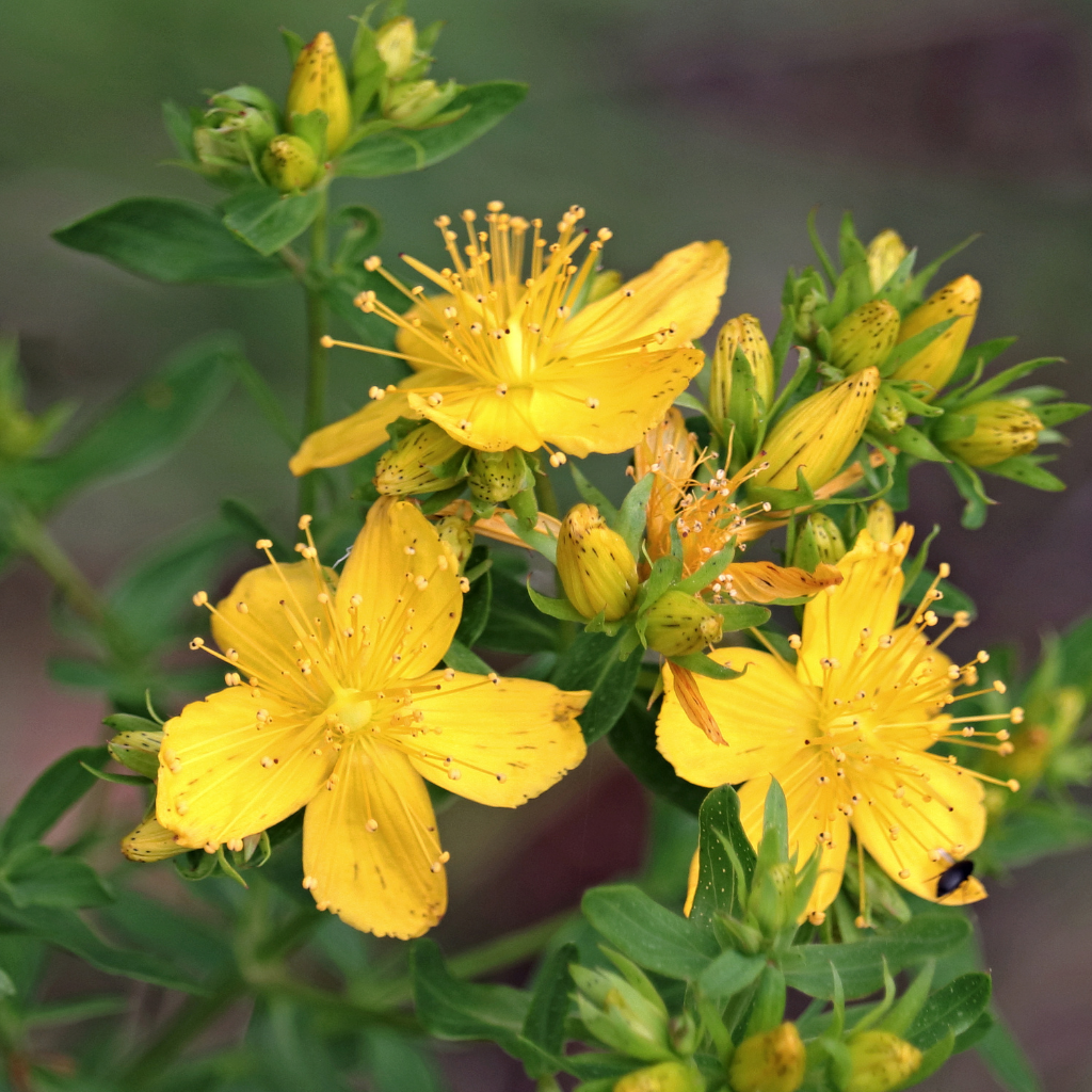 St. John's Wort Herbal Oil