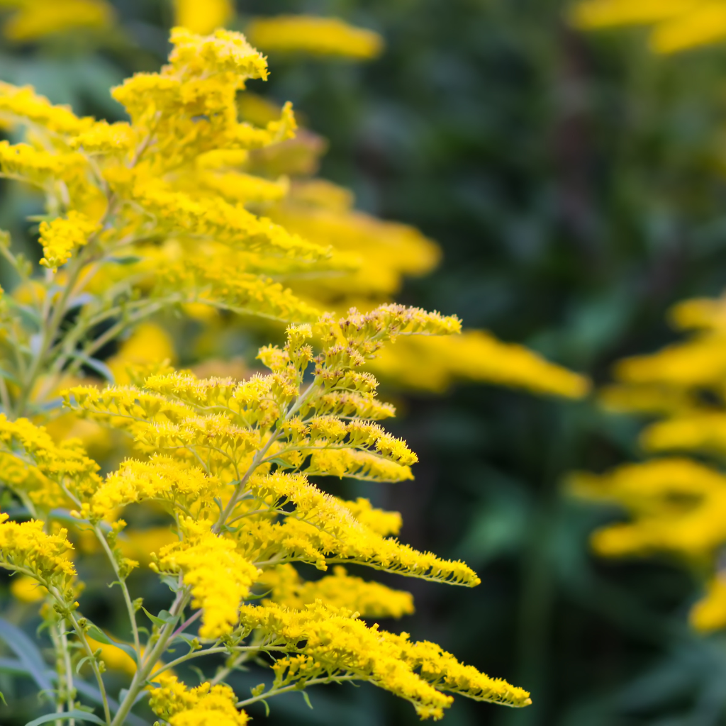 Goldenrod Herbal Oil 2 fl oz