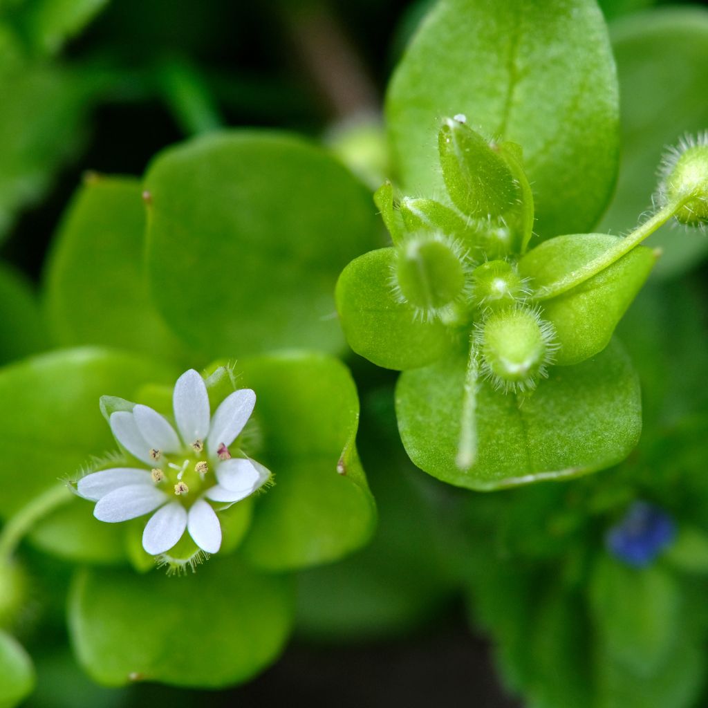 Chickweed Herbal Oil 2 fl oz