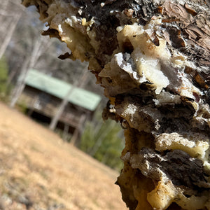 Pine Resin Herbal Oil