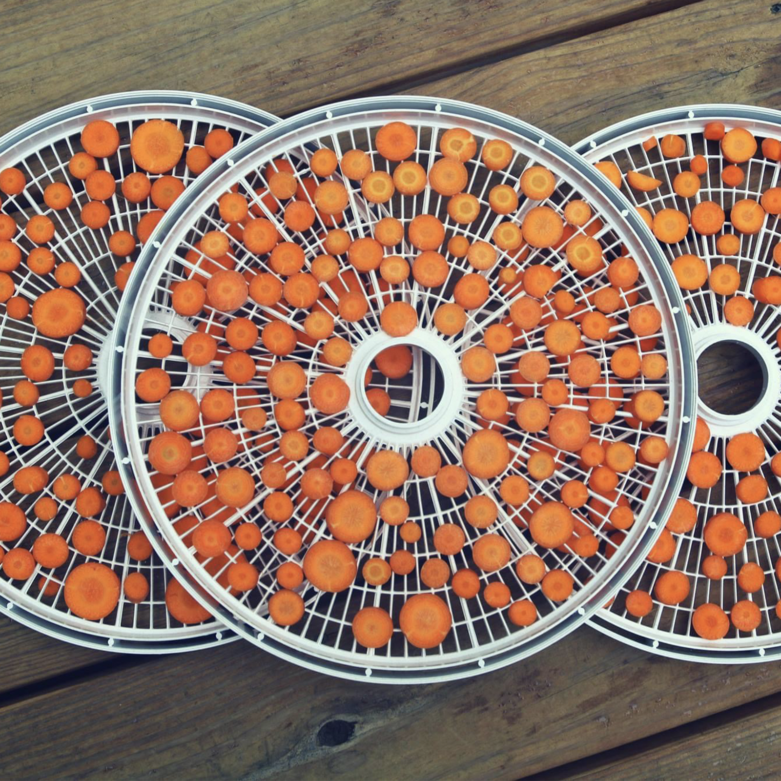 Carrot Infused in Organic Jojoba Oil