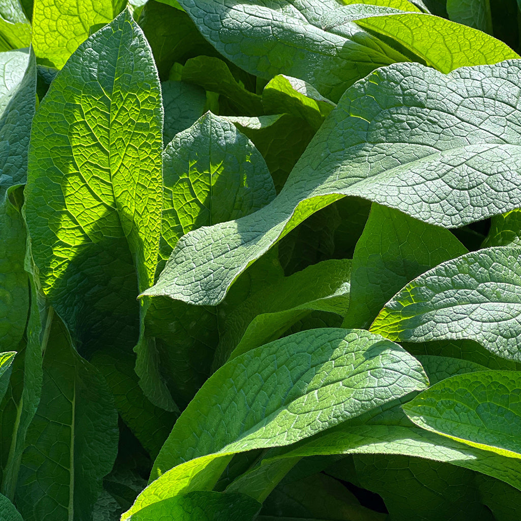 Comfrey Leaf Herbal Oil