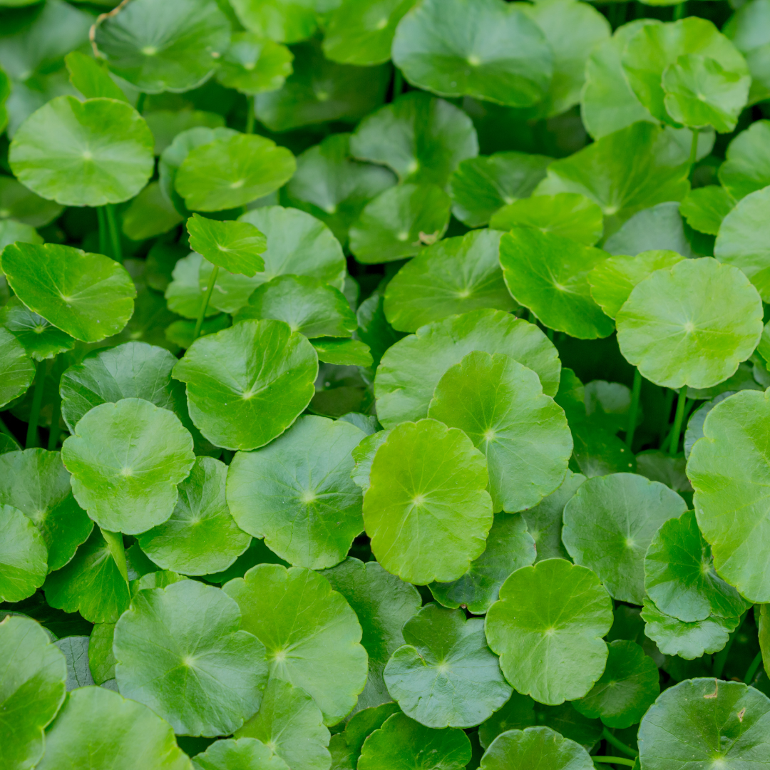 Gotu Kola Herbal Oil