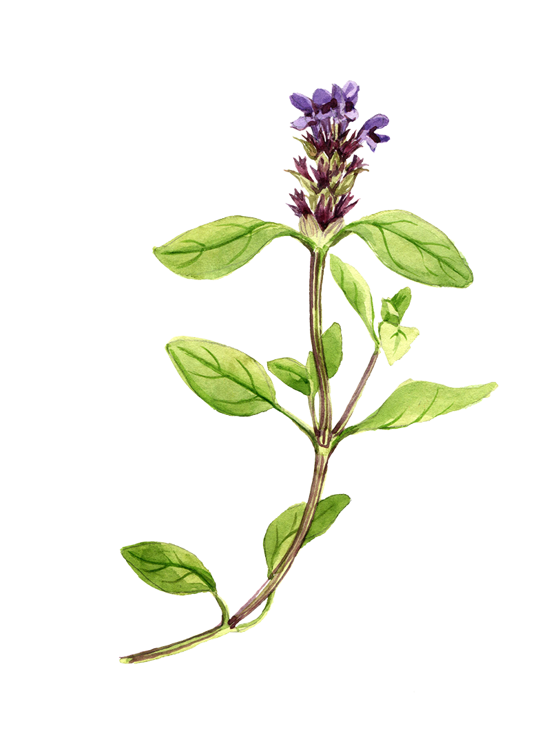 Self Heal Herbal Oil