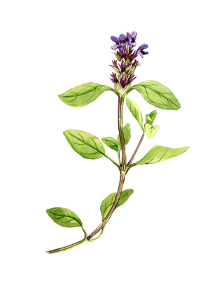Self Heal Herbal Oil