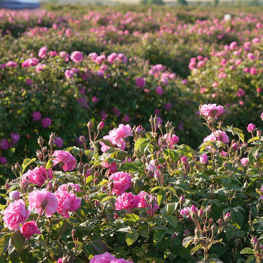 Damask Rose Herbal Oil