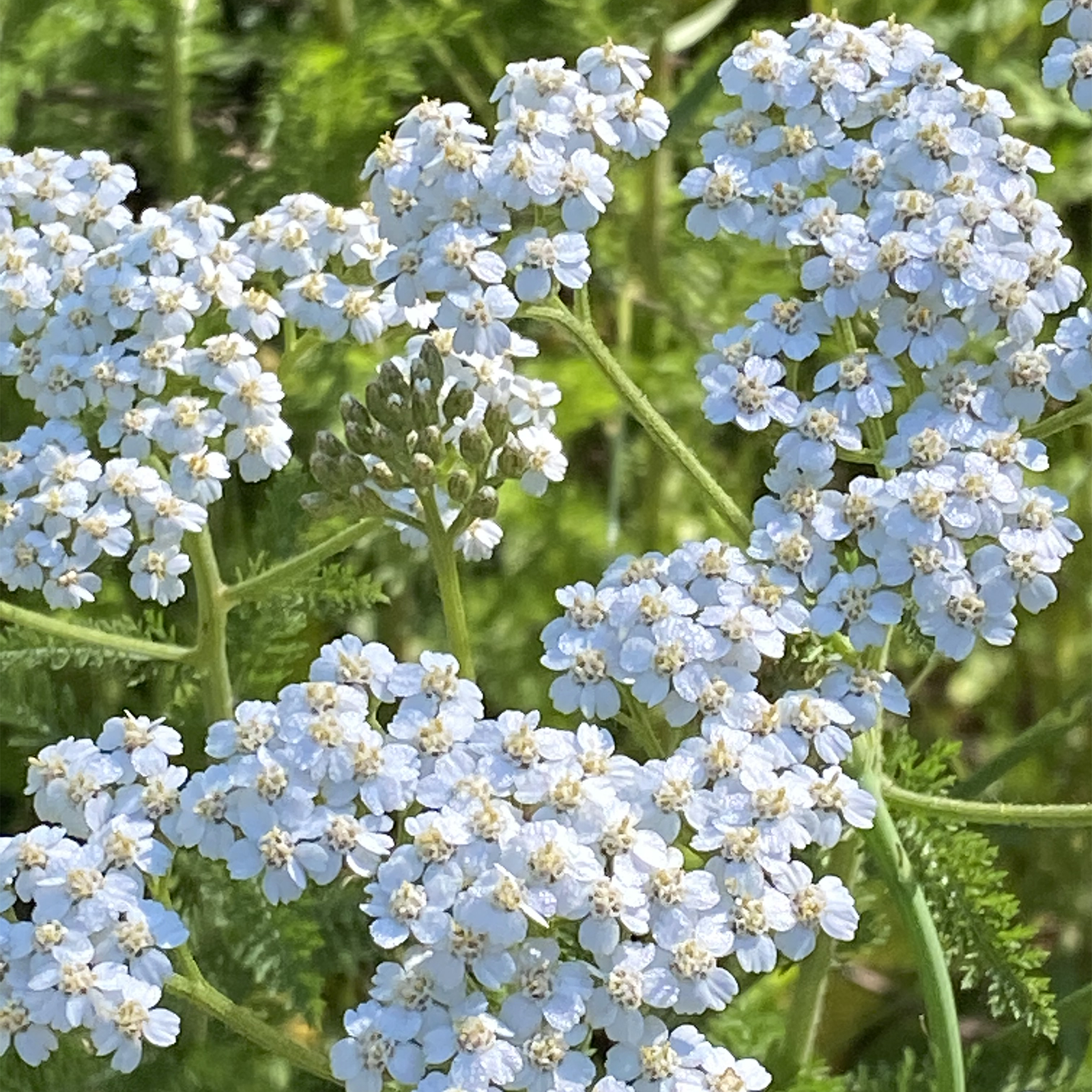 Yarrow Herbal Oil