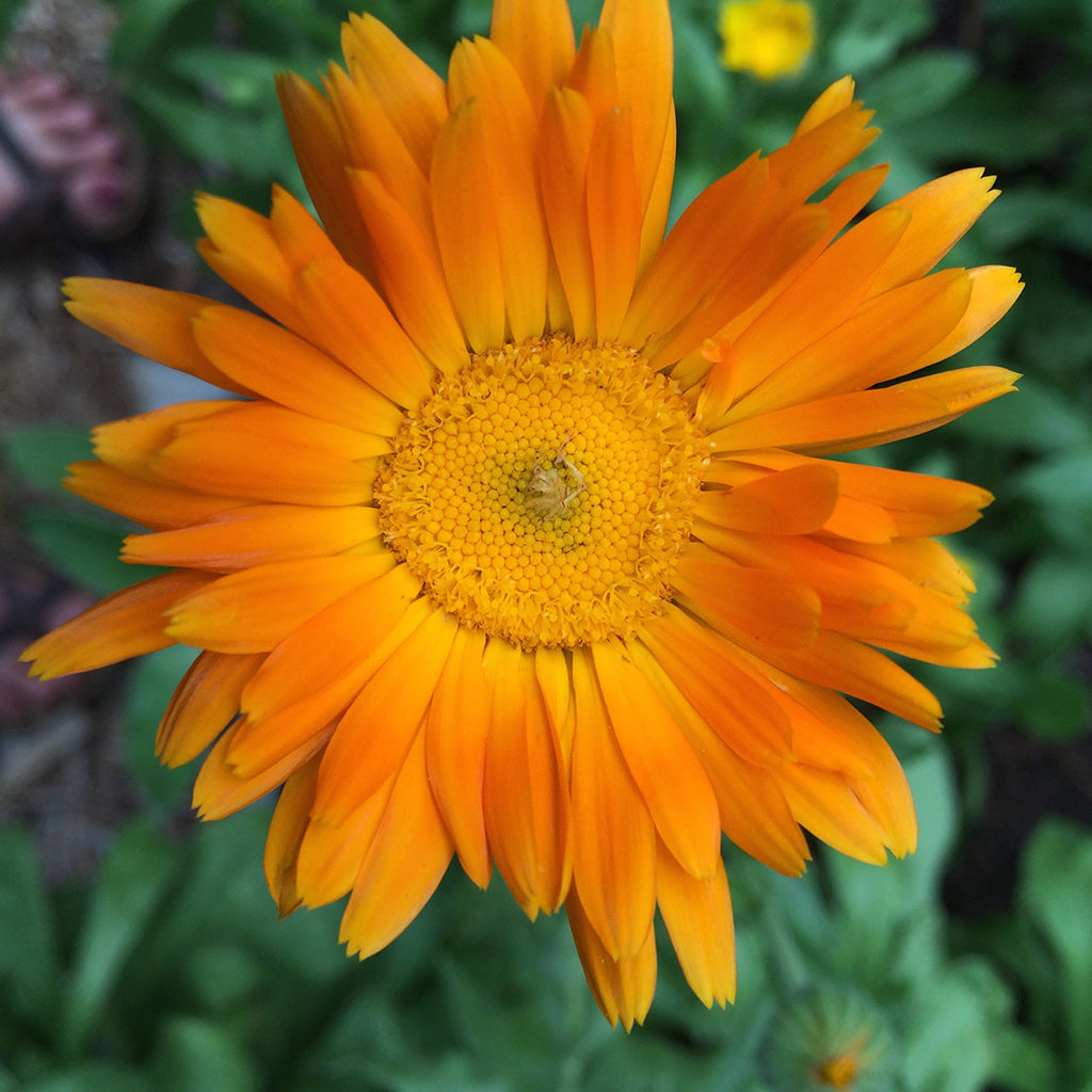 Calendula Oil Herbal Oil (Jojoba oil)