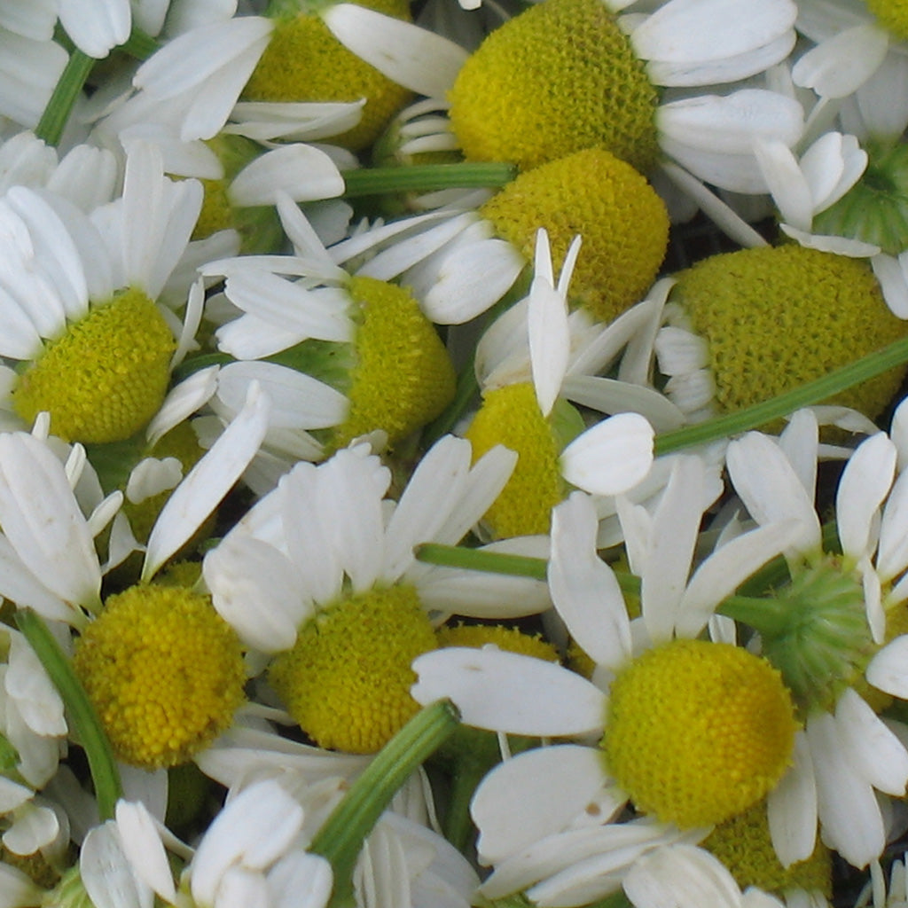 Chamomile Herbal Oil